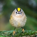 actuallyachangeling avatar