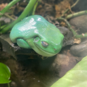 actuallyafrog avatar