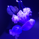 actuallyajellyfish avatar