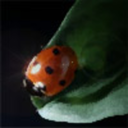 actuallycallie avatar