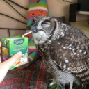 actualreallifebird avatar