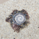 acute-angle1129 avatar