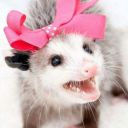 acuteopossum avatar