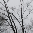 ad-astra-de-luna avatar