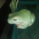 adaineabernxnt avatar