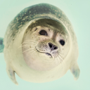 adamantseal avatar