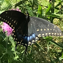 adamavshamayim avatar