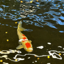 adamindistress avatar