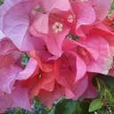 adazzlingdisplay avatar