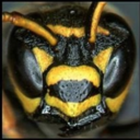 addicted2wasps avatar