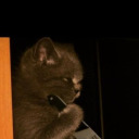 addictedsenpai avatar