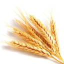adeline-wheat avatar