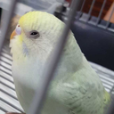 adequate-squid avatar