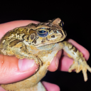 adevilblessedmoon avatar