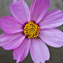 adhd-brainiac avatar