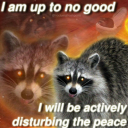 adhd-bunny-pirate avatar