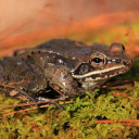 adhd-hyperfixations-n-stuff avatar