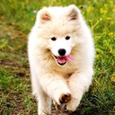 adnan1dobraca avatar