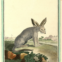 adogadogonedog avatar