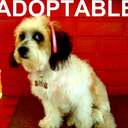 adoptables avatar