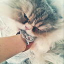 adorable0kitten avatar