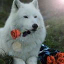 adorableanonymousbutterfly avatar