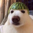 adorablecupcake avatar