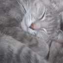 adorablemonk643 avatar