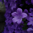 adreamerinreality avatar