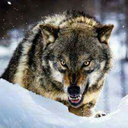 adrian-crywolf avatar