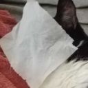 adulthood-is-a-lie avatar