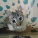 adulthood-is-killingme avatar