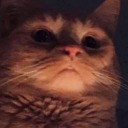 adventure-kitty avatar