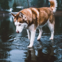 adventureawating avatar