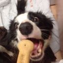 adventures-of-a-pet avatar