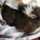 adventures-of-kenzie-and-beckett avatar