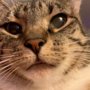 adventures-with-dragons avatar