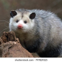 adventuresofasquid avatar