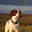 adventuresofwaverly avatar