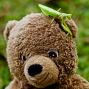 adventureswithteddy avatar