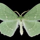 adventurousanthropologist avatar