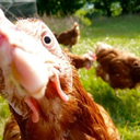 advicechicken avatar