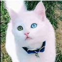 advilforyourthoughts avatar