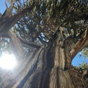 aeipathy-dendrology avatar