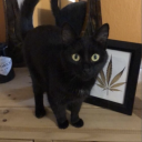 aengstliche-seeele avatar