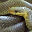 aesculapiansnake avatar