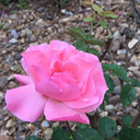 aesthetic-af07 avatar