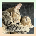 aesthetic-anarchy avatar