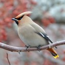 aesthetic-birds avatar