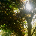 aesthetic-cemeteries-blog avatar